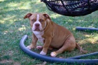 American Bully �t��ata na prodej