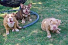 American Bully �t��ata na prodej