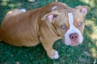 American Bully �t��ata na prodej