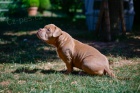 American Bully �t��ata na prodej