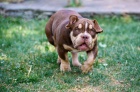 American Bully �t��ata na prodej