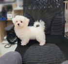 Malt�zsk� �t��ata na prodej