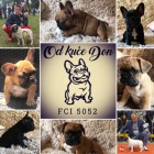 Francouzsk� buldo�ek �t��ata