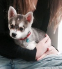 Pred�m �teniatka ALASKAN KLEE KAI