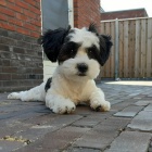 Prod�m zdrav� a o�kovan� �t��ata mini Havamalt.