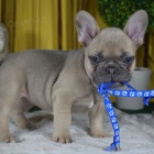 Pred�m ZDRAV� a O�KOVAN� �teniatka franc�zskeho buldo�ka.