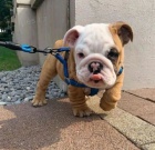 Pred�m kr�sne a anjelsk� �teniatka anglick�ho buldo�ka