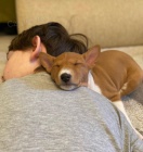 Prod�m kr�sn� o�kovan� a od�erven� �t���tka Basenji