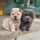 Zdrav� MINI �au �au �t��ata na prodej.