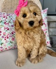 Prod�m o�kovan� a od�erven� �t��ata Cavapoo mini.