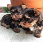 Prod�m roztomil� a kr�sn� miniaturn� �t���tka jork��rsk�ho teri�ra.