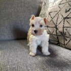 Prod�m ZDRAV�, O�KOVAN� a od�erven� mini �t��ata mal�ch kn�ra�� a mal�ch kn�ra��.