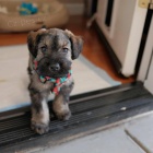 Prod�m ZDRAV�, O�KOVAN� a od�erven� mini �t��ata mal�ch kn�ra�� a mal�ch kn�ra��.