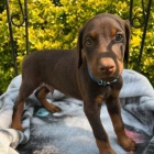 �teniatka dobermana.