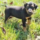 �teniatka dobermana.