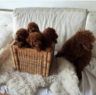 �erven� miniaturn� pudl �t��ata