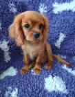 Kaval�r king charles spaniel �t���tko  s PP