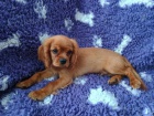 Kaval�r king charles spaniel �t���tko  s PP
