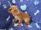 Kaval�r king charles spaniel �t���tko  s PP