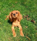 Kaval�r king charles spaniel �t���tko  s PP