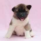 Pred�m zdrav� �teniatka akita inu