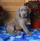 Prod�m o�kovan� a od�erven� zdrav� �t��ata v�marsk�ch oha��