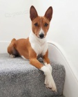 Prod�m kr�sn� o�kovan� a od�erven� �t���tka Basenji