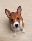 Prod�m kr�sn� o�kovan� a od�erven� �t���tka Basenji