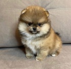 Hygienicky vy�kolen� miniaturn� �t��ata pomeranian� na prodej.