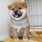 �T��ATA MINI SHIBA INU