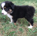 Prod�m roztomil� �t��ata australsk�ho ov��ka