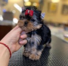 Prod�m roztomil� a kr�sn� miniaturn� �t���tka jork��rsk�ho teri�ra.