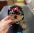 Prod�m roztomil� a kr�sn� miniaturn� �t���tka jork��rsk�ho teri�ra.