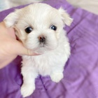 Pred�m vakcinovan� miniat�rne �teniatka maltez�kov.