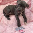 Pred�m zdrav� �teniatka staford��rskeho bulteri�ra