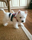Pred�m mini �teniatka West Highland White Terriers