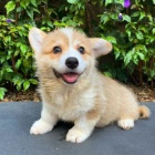 Pred�m kr�sne a anjelsk� �teniatka Pembroke Welsh Corgi.