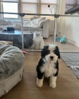 Prod�m zdrav� a o�kovan� mini �t��ata Bernedoodle.