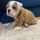 �teniatka anglick�ho buldo�ka