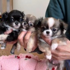 Mini �t��ata dlouhosrst� �ivavy