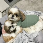 �teniatka SHIH TZU