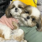 �teniatka SHIH TZU