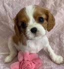 �t��ata Kaval�r King Charles Spaniel.