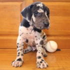 �t��ata n�meck� dogy