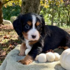 �t��ata bernsk�ho sala�nick�ho psa