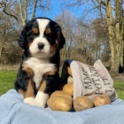 �t��ata bernsk�ho sala�nick�ho psa