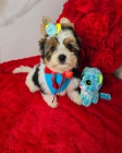 �teniatka Biewer Yorkie