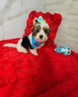 �teniatka Biewer Yorkie