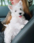 �teniatka West Highland White Terriers