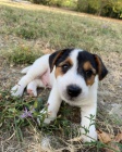 �t��ata jack russell teri�ra.